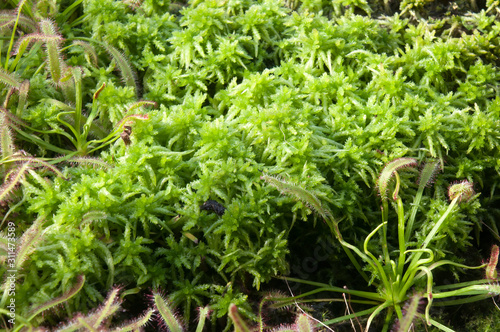 Sydney Australia, Sphagnum or peat moss with sundew plants