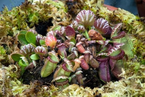 Sydney Australia, albany pitcher plants native to western australia photo