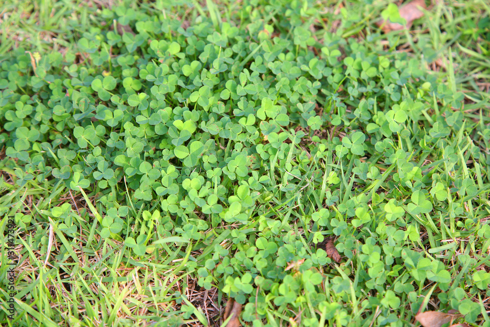 Green clovers leaf.Clover field Green clovers leaf.Clover field