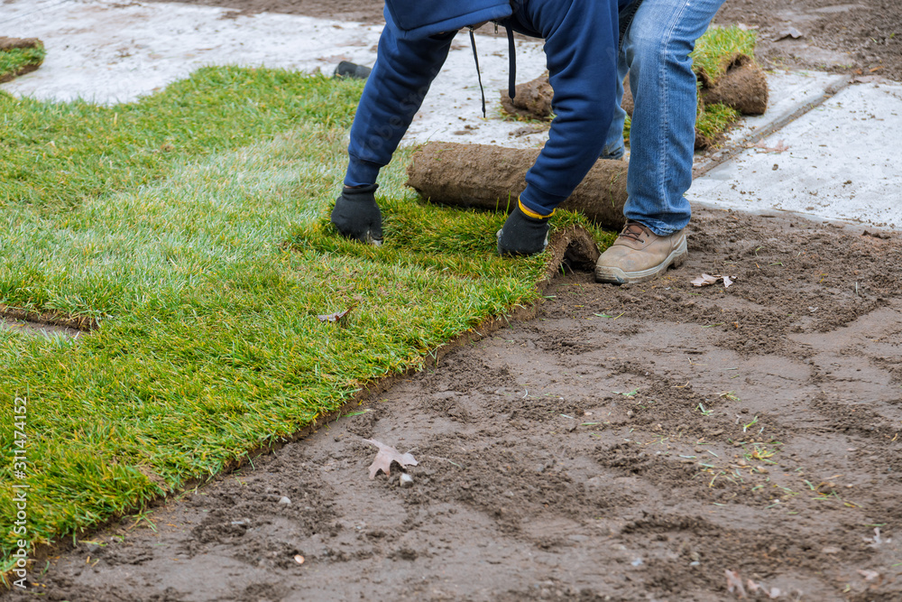 Applying rolled green grass with laying sod for new lawn Applying rolled green grass with laying sod for new lawn