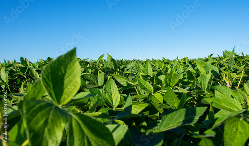 Soy plantation