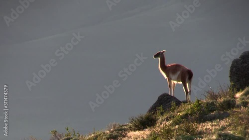South America - A lovely Guanaco standing on a rocky hill opening his mouth into the air - wide shot