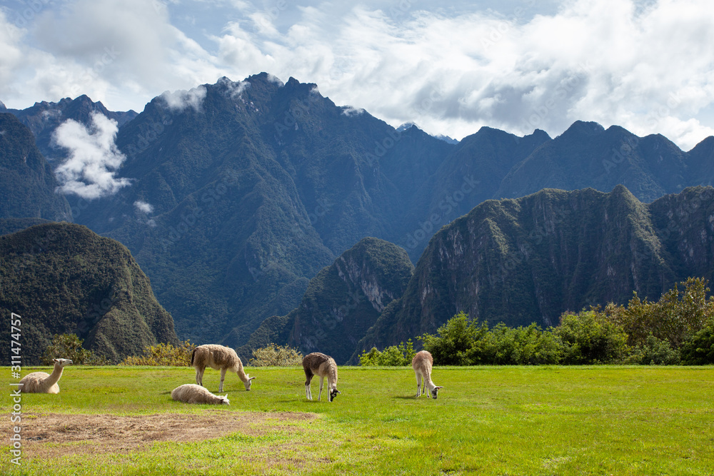 Llamas and alpacas on the lawn on a background of mountains