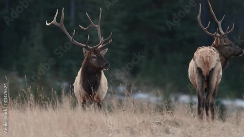 Bull elk breathing on a cold morning in Banff Canada Video Clip in 4k