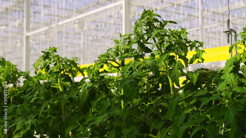 Tomato plants are in a big greenhouse, growing on a special equipment. Tomato plants are in a big greenhouse, growing on a special equipment.