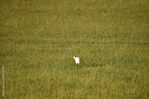 a white crane searching for food in the green field at the morning,Common Crane, © chytu