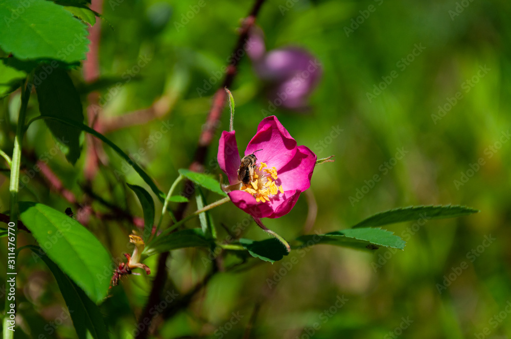 Beautiful live plants in the wild in summer Beautiful live plants in the wild in summer