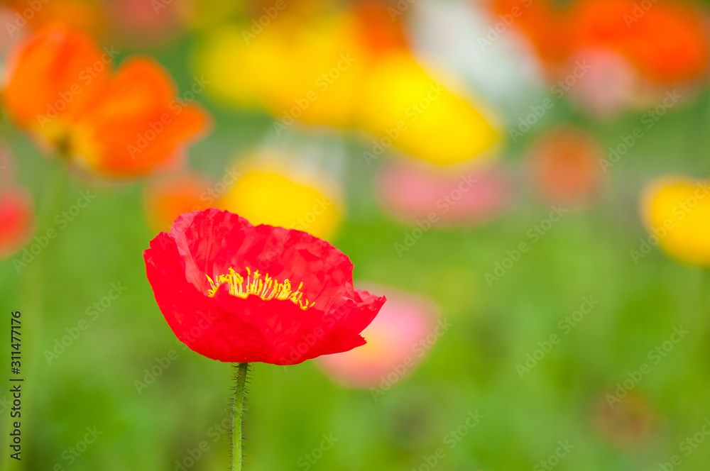 Obraz premium red poppy