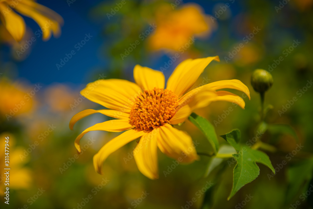Sunflower on mountain mea hong son Thailand Sunflower on mountain mea hong son Thailand