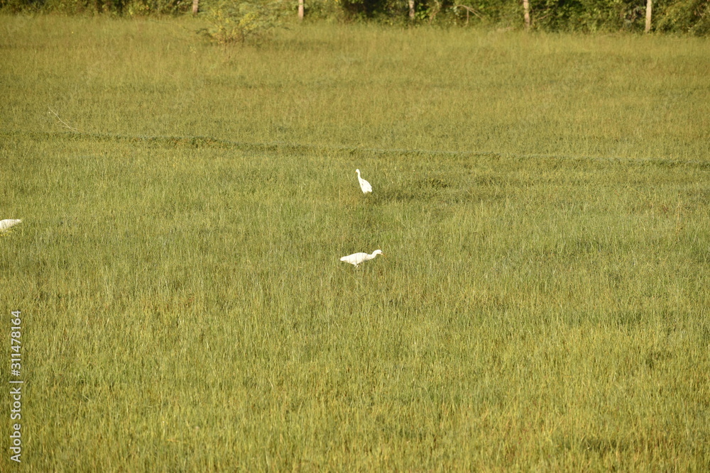 white cranes are in the green field at the morning,Common Crane, Cranes Flock on the green field. white cranes are in the green field at the morning,Common Crane, Cranes Flock on the green field.
