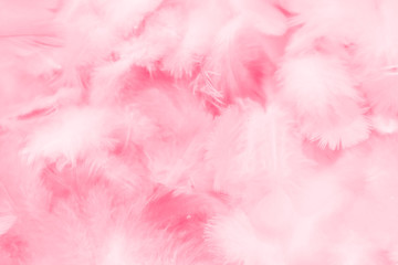 Beautiful abstract light pink feathers on white background,  white feather frame on pink texture pattern and pink background, love theme wallpaper and valentines day, white gradient