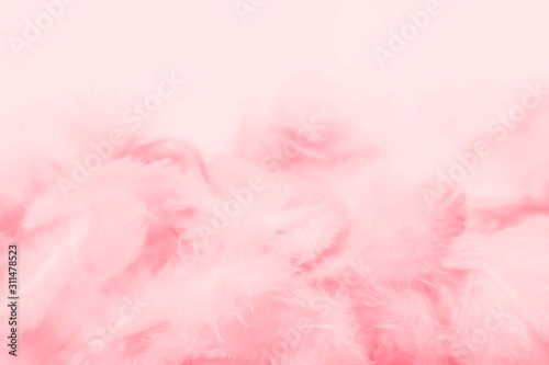 Beautiful abstract colorful white and pink feathers on white background and soft white red feather texture on pink pattern  pink background