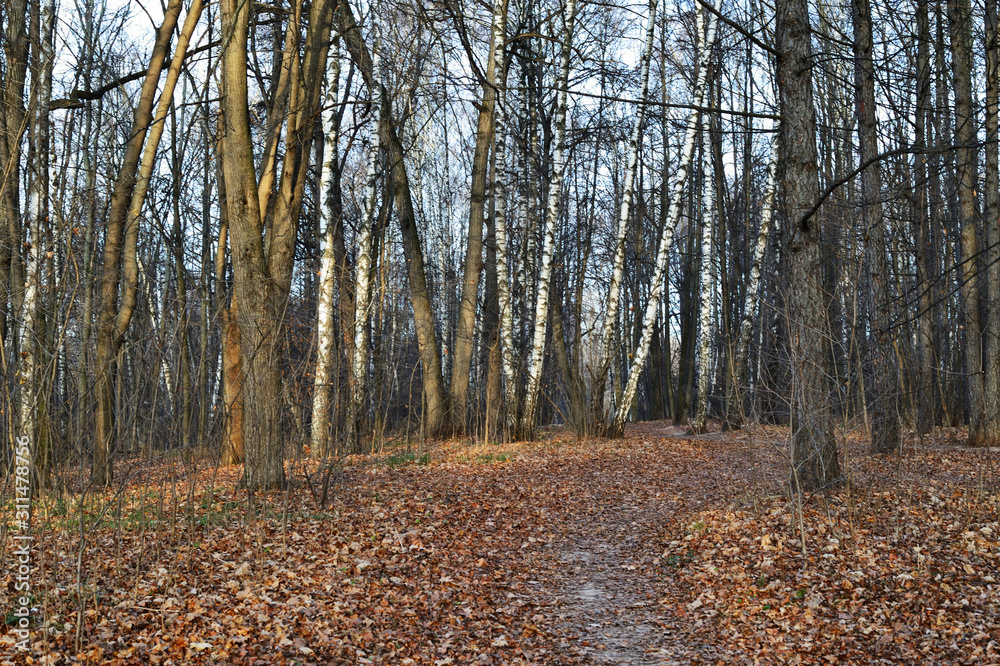 Leafless trees in a city park on a sunny day in late autumn. Natural background Leafless trees in a city park on a sunny day in late autumn. Natural background
