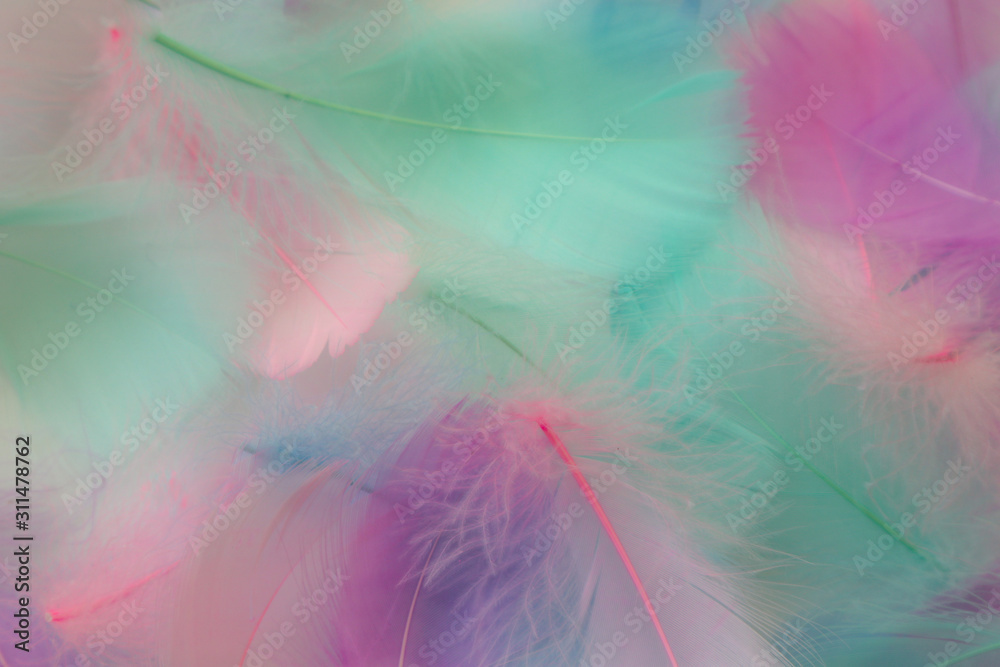 Beautiful abstract purple and blue feathers on white background and soft white pink feather texture on colorful pattern, colorful background Beautiful abstract purple and blue feathers on white background and soft white pink feather texture on colorful pattern, colorful background