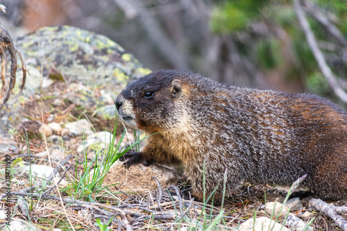 Brown Marmot by Rocks in the Forest