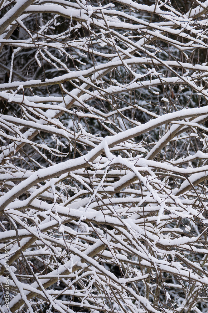Snow covered trees in the winter forest Snow covered trees in the winter forest