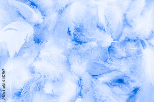 Beautiful abstract colorful purple and blue feathers on white background and soft white pink feather texture on white pattern and blue background © Weerayuth