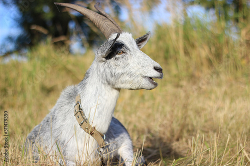 A goat on a leash lies in a meadow and looks into the distance