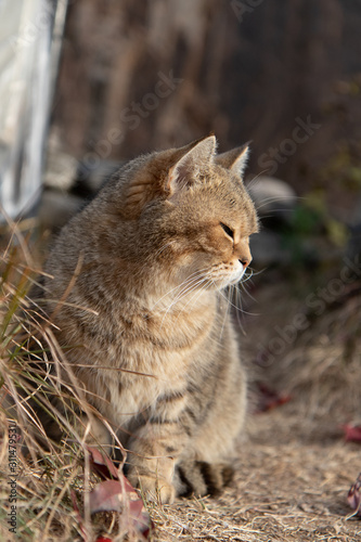 Candid Brown Tabby Cat fell asleep when sitting on the ground.