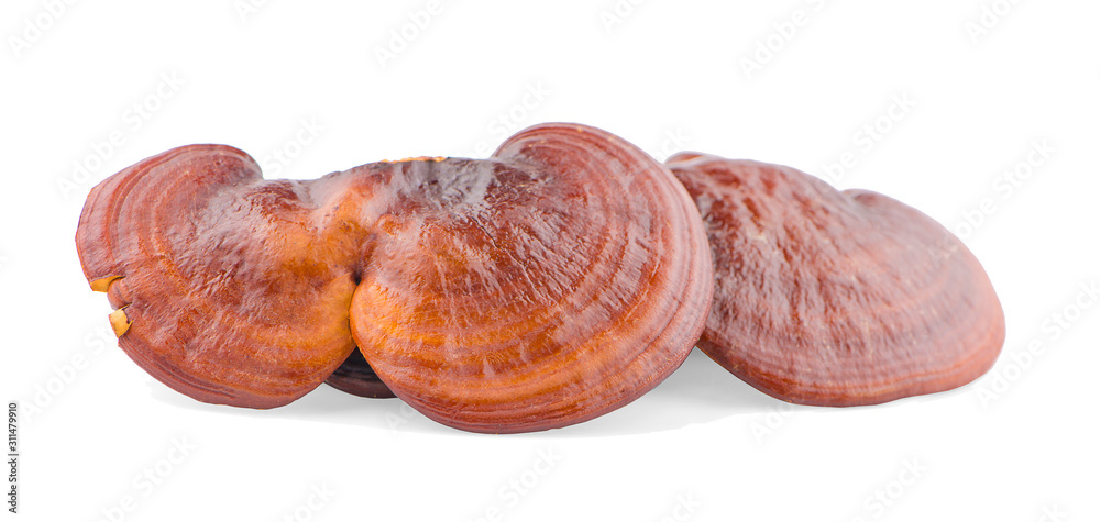 Dried Ganoderma Lucidum Mushroom an isolated on white background