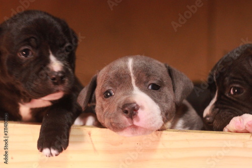 multiple multi-colored cute young small purebred Australian Staffordshire terrior pups resting and playing with eachother on a sunny afternoon in their family home dog kennel  Australia