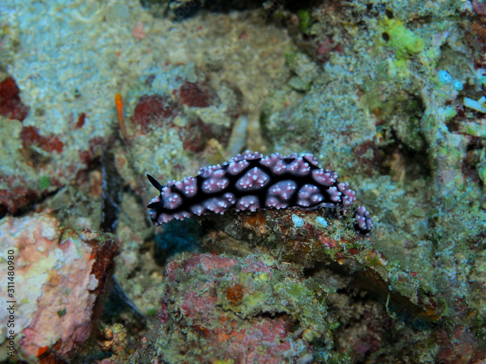 The amazing and mysterious underwater world of Indonesia, North Sulawesi, Manado, sea slug The amazing and mysterious underwater world of Indonesia, North Sulawesi, Manado, sea slug
