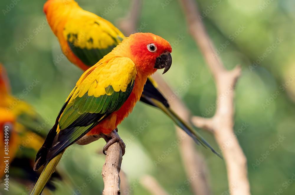 Close up Sun Conure Parrot Perched on Branch Isolated on Background