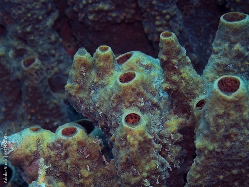 The amazing and mysterious underwater world of Indonesia  North Sulawesi  Manado  sea sponge