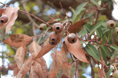 large bunches of brown lush native Australian gumnuts and leaves on a gum tree in a garden on a hot summer day, Australia photo