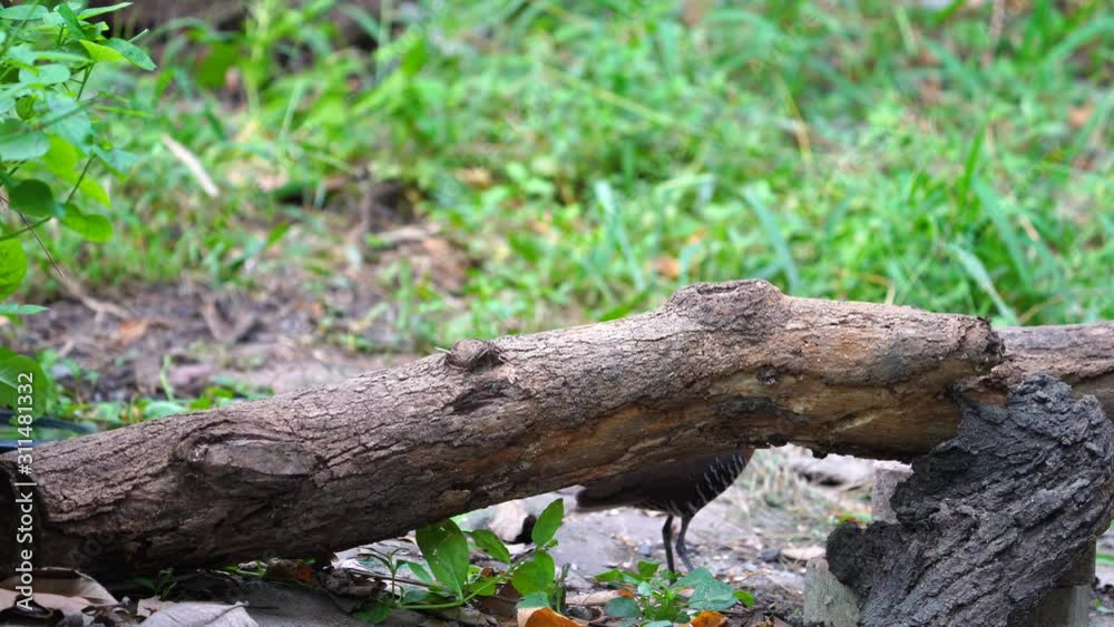 The slaty-legged crake or banded crake (Rallina eurizonoides) : Migratory birds come in winter or outside the breeding season. The slaty-legged crake or banded crake (Rallina eurizonoides) : Migratory birds come in winter or outside the breeding season.