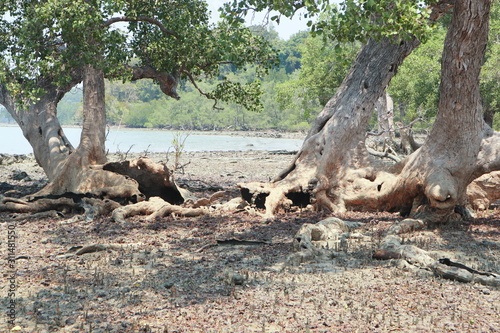 trunk of tree