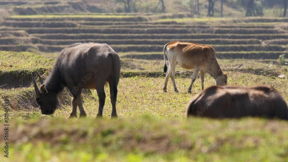 The buffalo family lives naturally. The buffalo family lives naturally.