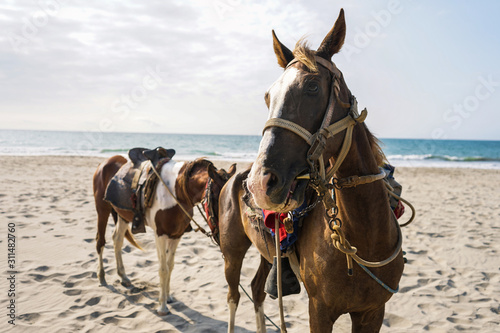 horses in the sea with sand and blue sky © nomadinfocus
