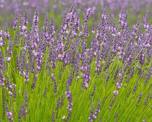 field of lavender, closeup