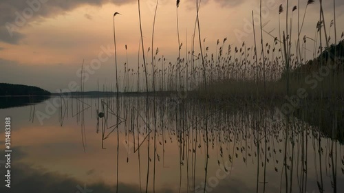 Reed reflection durng golden hour on calm water, static medium shot photo