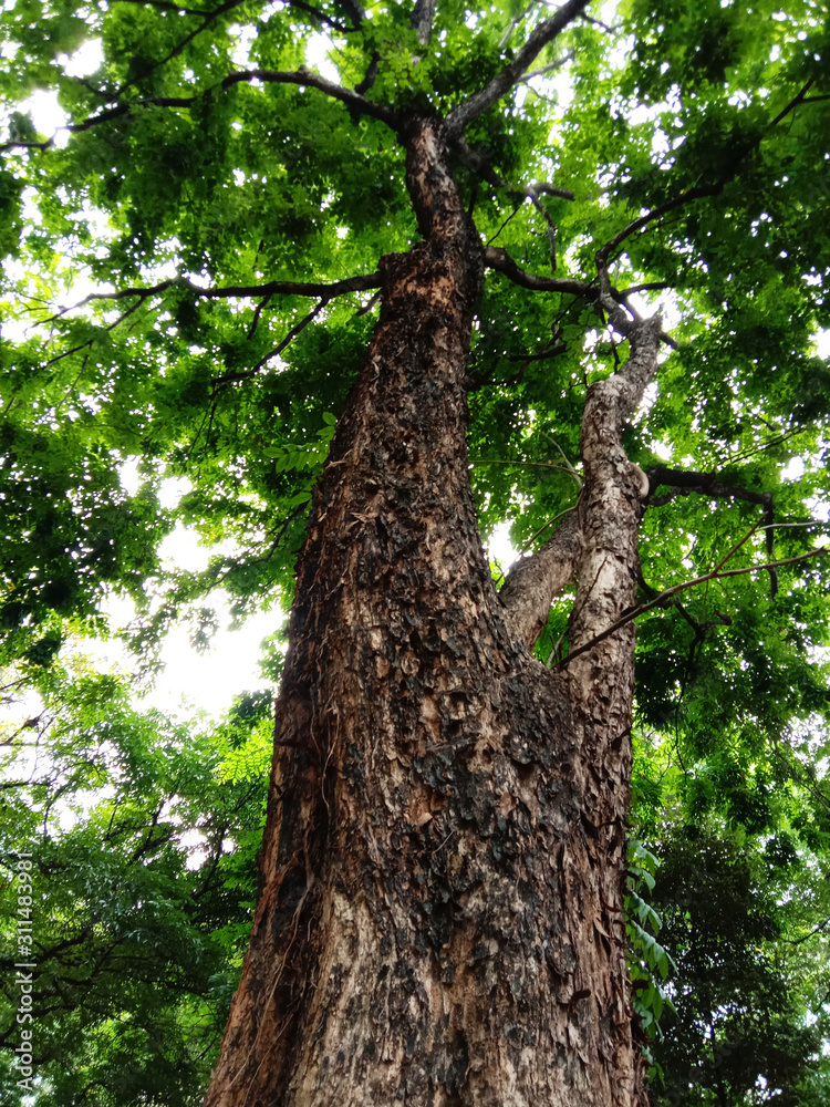 Fototapeta premium Tree wallpeper and background