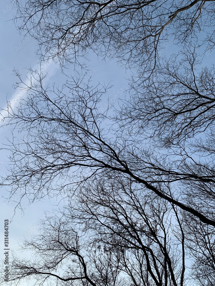 Branches and crowns of a leafless tree against a blue sky at sunset. Winter landscape of tree. Branches and crowns of a leafless tree against a blue sky at sunset. Winter landscape of tree.