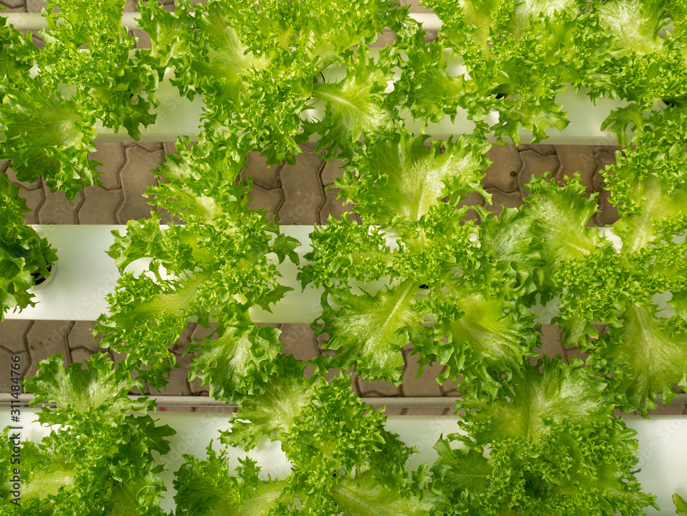 Fototapeta premium green plants in a greenhouse