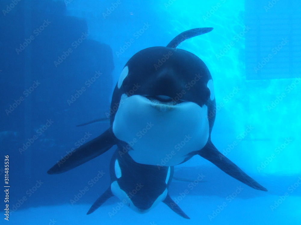 笑うシャチ 名古屋港水族館 Stock Photo Adobe Stock