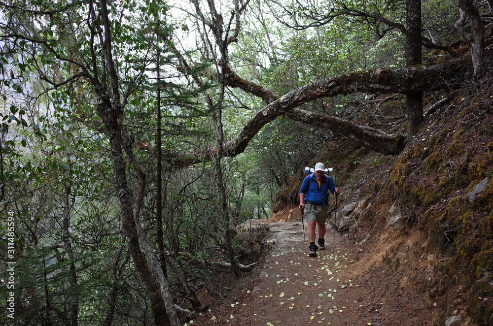 Hiking in Nepal Himalayas, Tourist is trekking in rhododendron forest. Trail from Namche to Gokyo