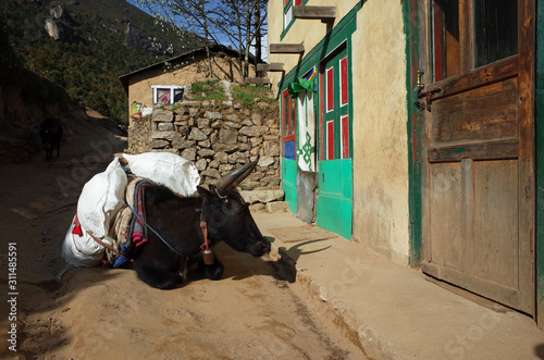 Everest trek. Loaded black cow yak is resting next to house in Namche Bazaar village in Himalayas mountains, Nepal