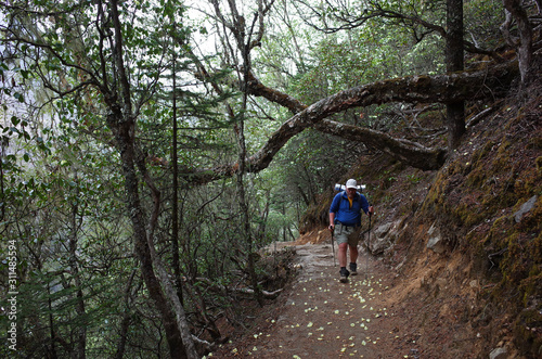 Hiking in Nepal Himalayas, Tourist is trekking in rhododendron forest. Trail from Namche to Gokyo
