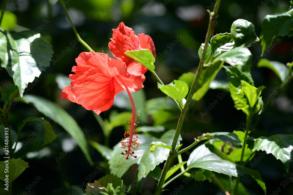 Beautiful hibiscus flower blooms in a tropical garden on a bright sunny day Beautiful hibiscus flower blooms in a tropical garden on a bright sunny day