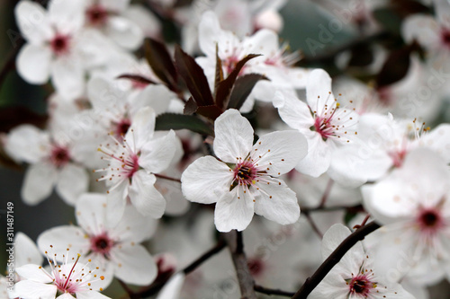 cherry blossom
