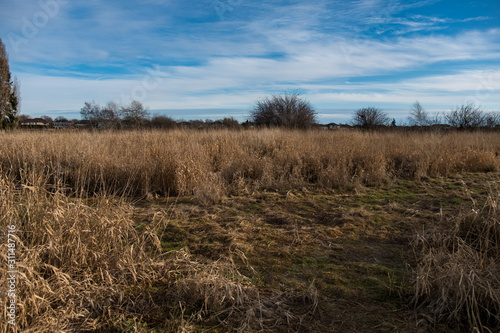 open field under the cloudy blue sky filled with brown dry grasses