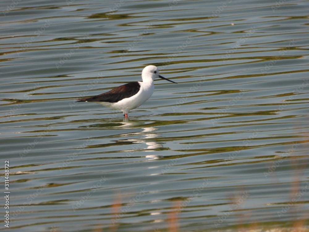 Obraz premium Black-winged stilt