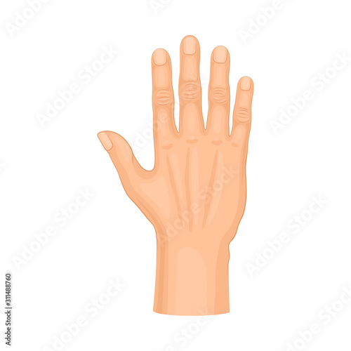 Detailed Palm Hand Gesture Vector Illustrated on White Background Element