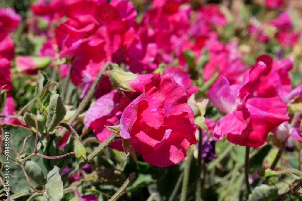 Red sweet peas flower field in Lompoc CA.