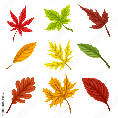 Bright Autumn Leaves Isolated on White Background Vector Set