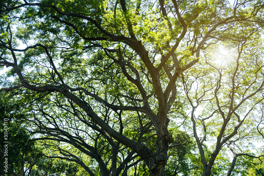 Blurred for background.Sunlight penetrating through the green leaves in the forest. Blurred for background.Sunlight penetrating through the green leaves in the forest.